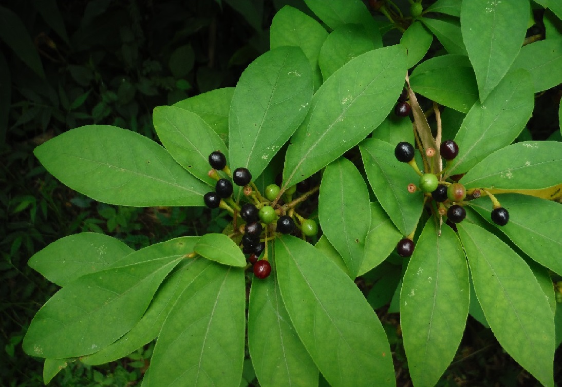 クロモジ屋® - 黒文字のことなら クロモジ屋®